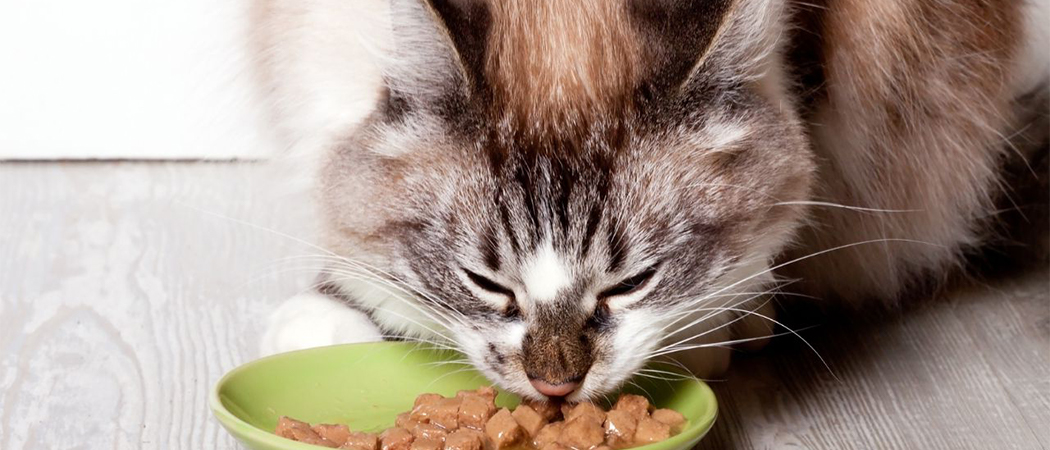 schokkend voedsel verraad De 5 beste kattenvoeding van 2022 | AllemaalBeestjes Honden