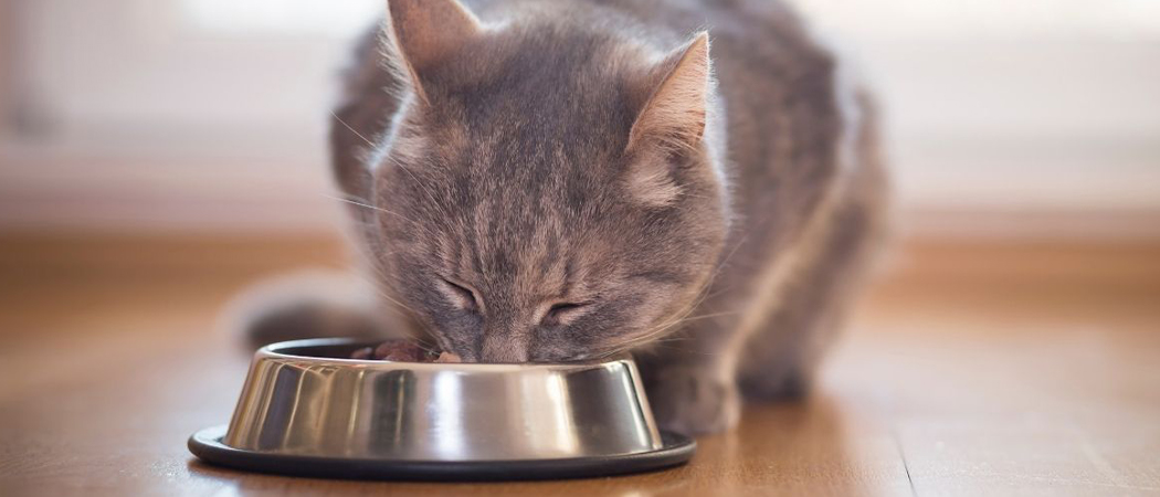 niemand opzettelijk Springen De 5 beste kattenvoeding van 2022 | AllemaalBeestjes Honden