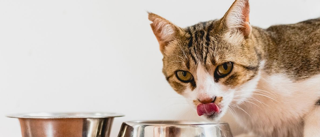 niemand opzettelijk Springen De 5 beste kattenvoeding van 2022 | AllemaalBeestjes Honden