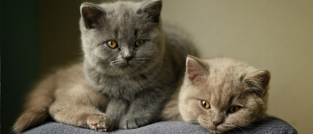 Britse korthaar kitten verzorgen