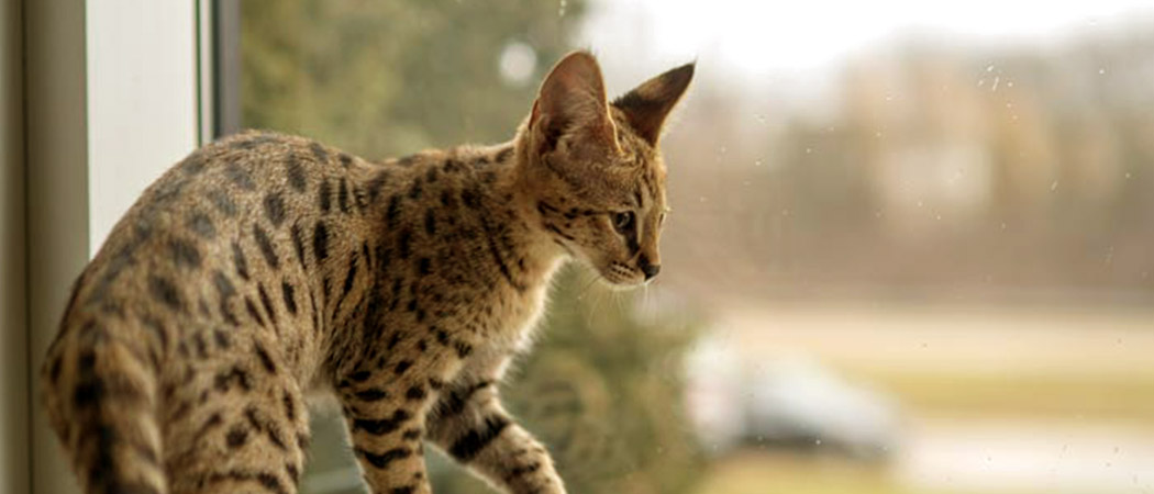 Savannah kat uiterlijke kenmerken en karakter