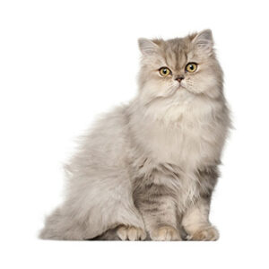 hoe herken je perzische katten