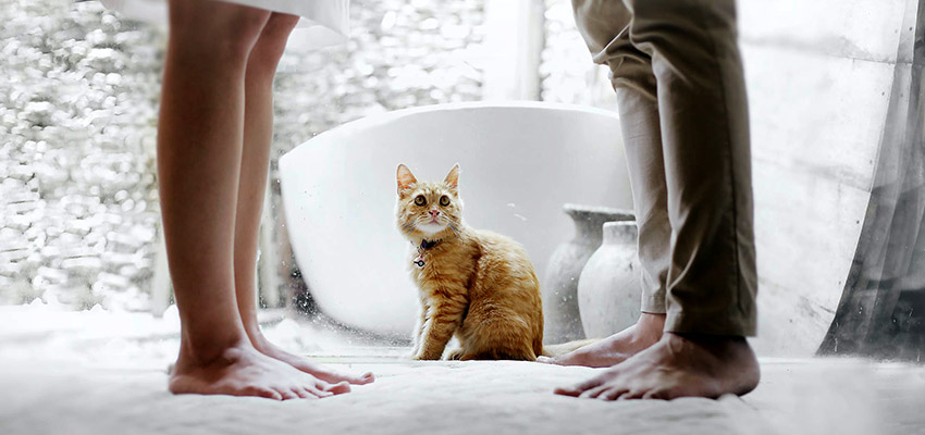 kattennaam uitkiezen