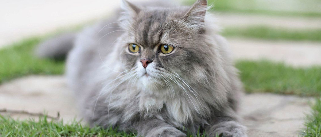 wat betreft Rechtzetten De volgende De Perzische kat, speciaal uiterlijk met lief karakter | Kattenras info