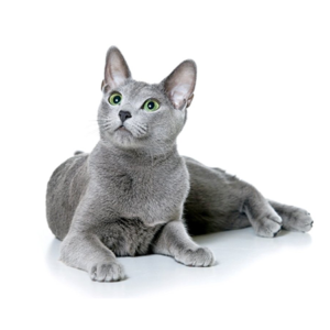 uiterlijke kenmerken blauwe rus kat