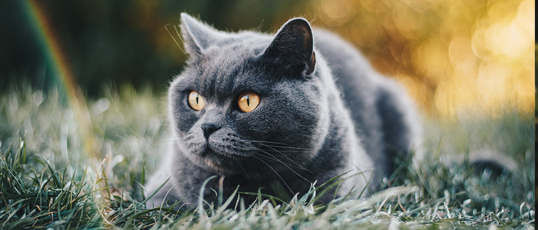 ziektes en verzorging Britse korthaar kat