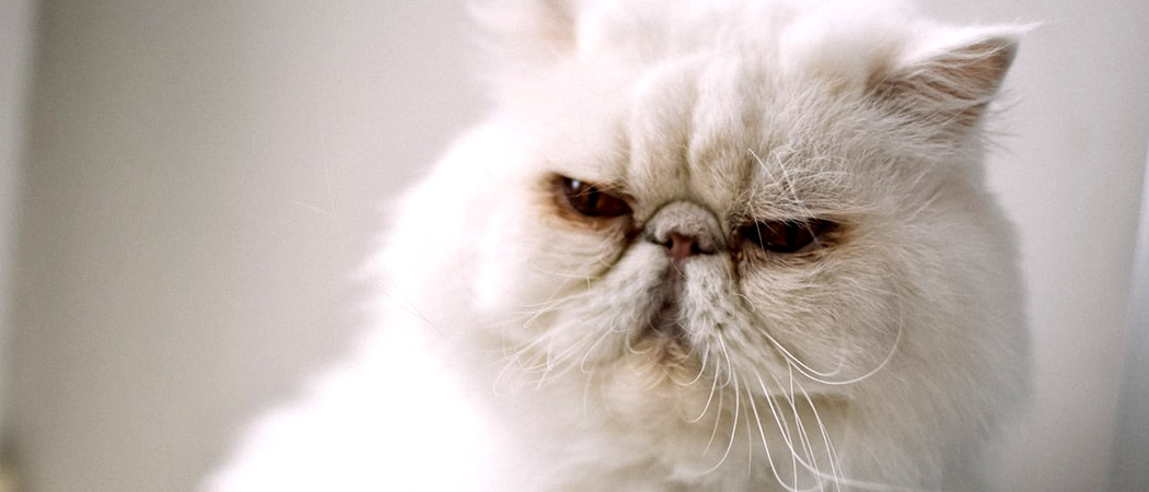 ziektes verzorging en voeding perzische katten