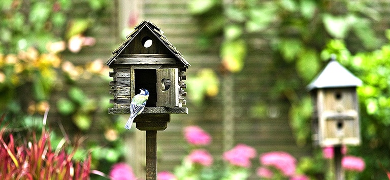 De beste vogelhuisjes voor de tuin 2023 | AllemaalBeestjes