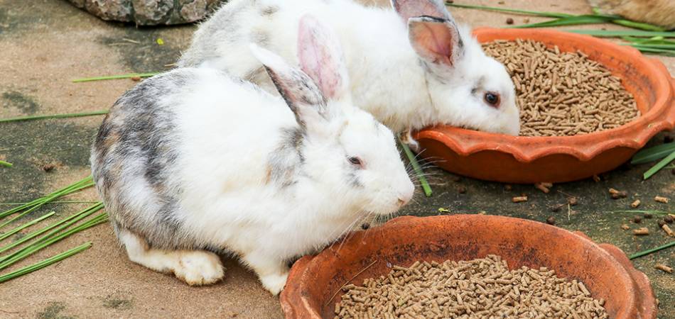 Centraliseren leg uit Agrarisch Het beste konijnenvoer van 2023 | AllemaalBeestjes konijn