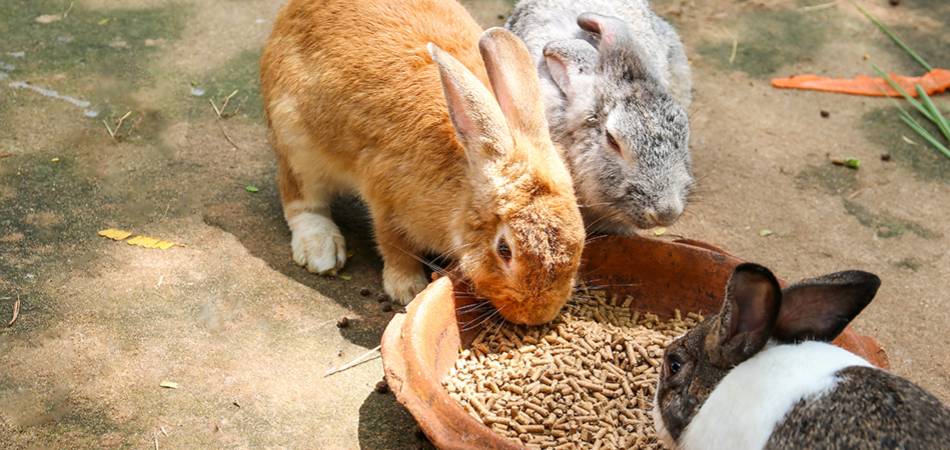 Het konijnenvoer van 2023 AllemaalBeestjes konijn