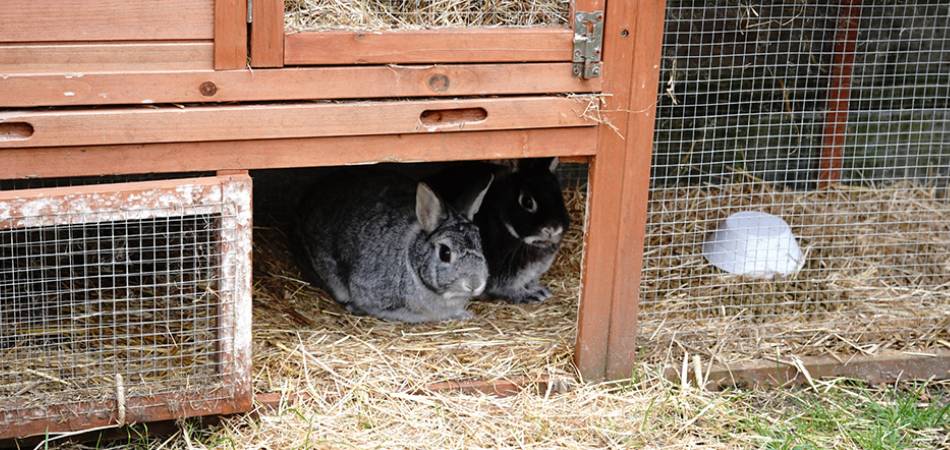 Goedkope-konijnenkooi