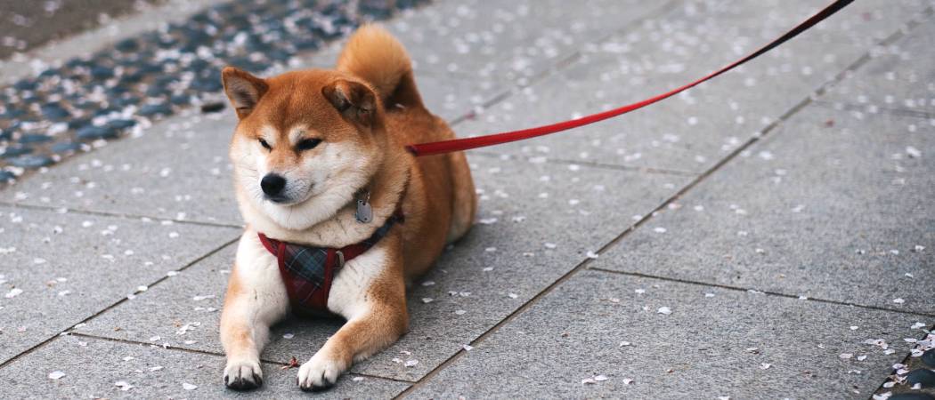 Shiba inu hondenras info Shiba inu hondenras info