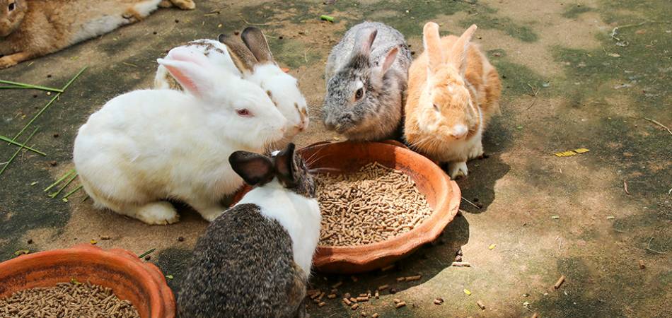 beste-konijnenvoer
