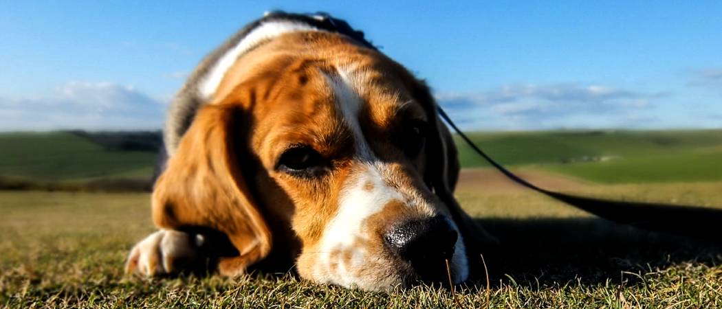 Leeftijd beagle hondenras