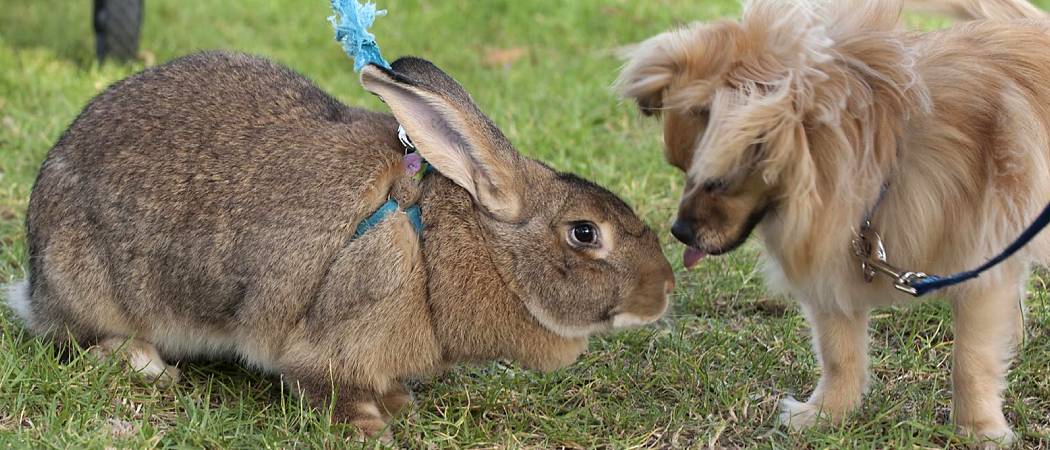 maandelijks Persoonlijk bodem De Vlaamse reus, een groot konijn | konijnenras info