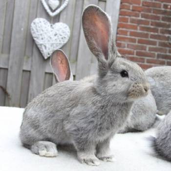 Memoriseren vliegtuig Kloppen De 15 populairste konijnenrassen | AllemaalBeestjes