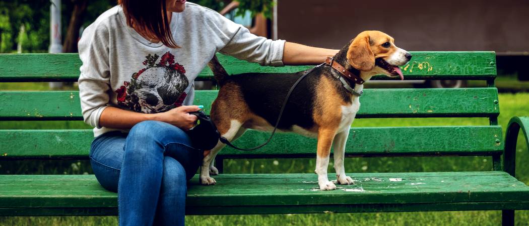 verzorgen van beagle hond