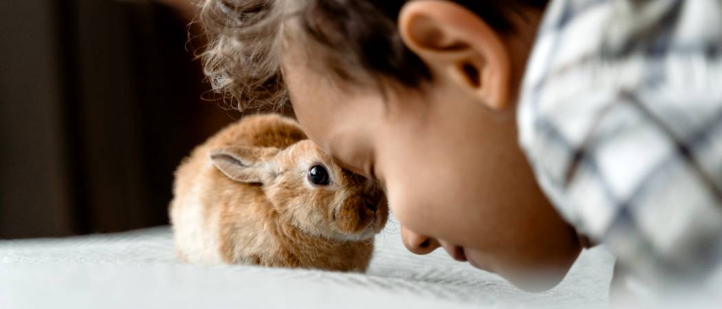 welke geluiden maken konijnen
