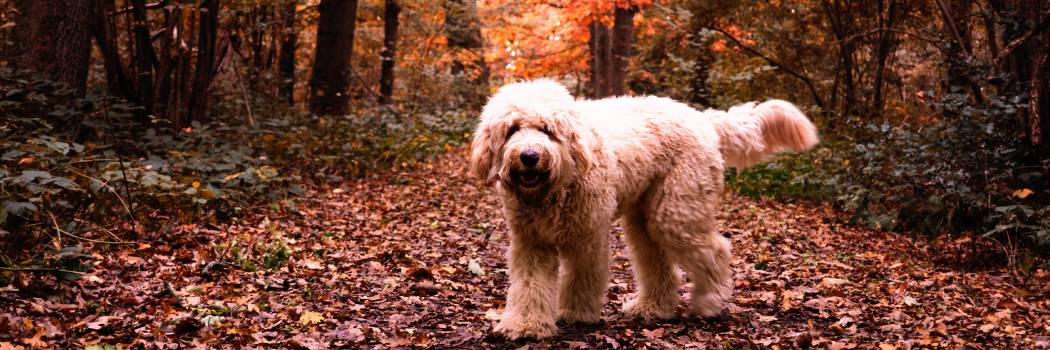 witte labradoodle