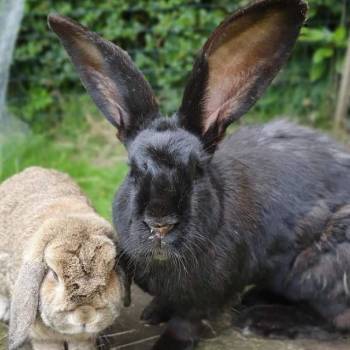 Lionel Green Street pols inleveren De 10 grootste konijnenrassen | AllemaalBeestjes