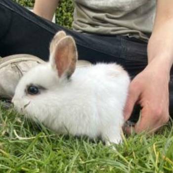 wat is kleinste konijnenras