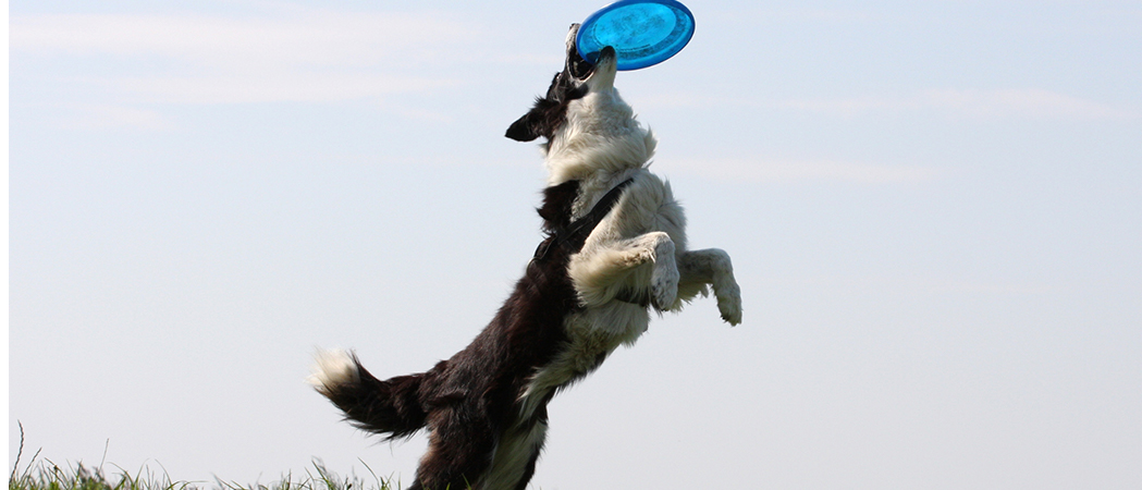 beste honden frisbee