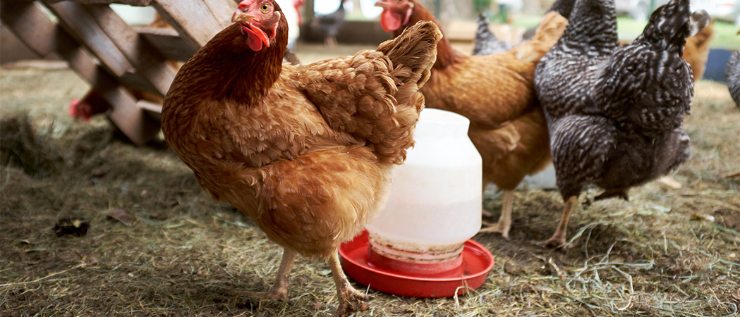De 5 beste voerbakken voor kippen 2022 | reviews