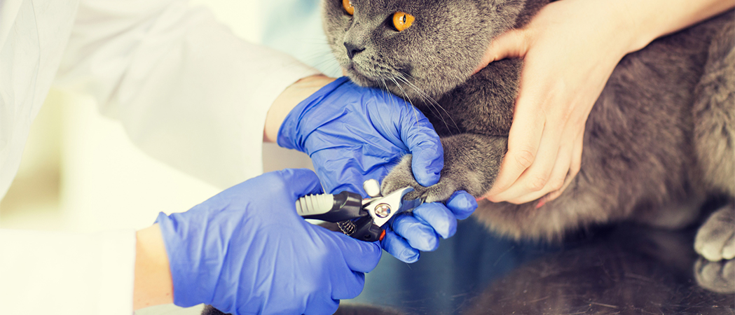 De 6 Beste Nagelknippers Voor Katten Van 2024 AllemaalBeestjes