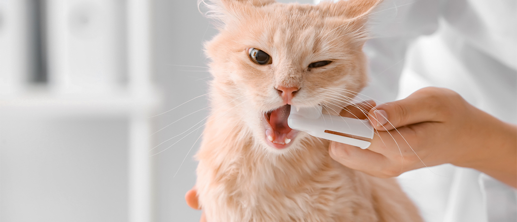 beste ontwormingsmiddel voor katten