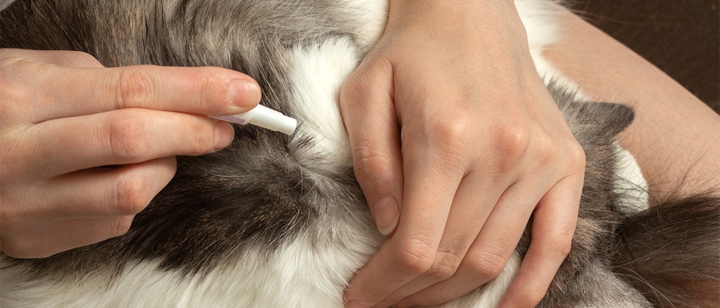 kiem Maak plaats hoogtepunt De 8 beste anti-vlooienmiddelen voor katten | AllemaalBeestjes