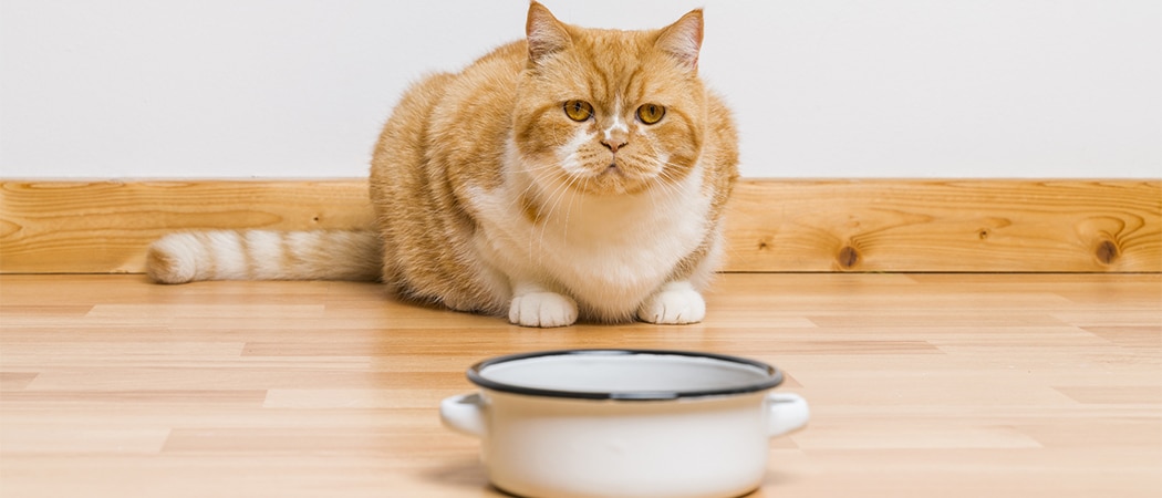 beste dieetvoer kat