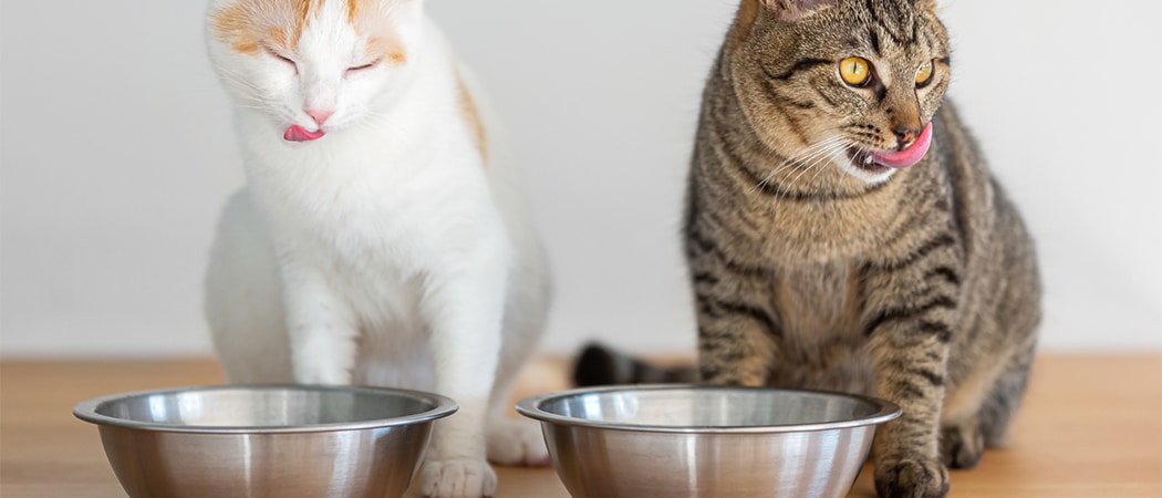 over het algemeen lepel verhoging De 10 beste kattenvoedingen van 2023 | AllemaalBeestjes Honden