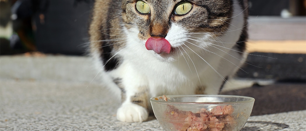 volwassen kat kattenvoeding