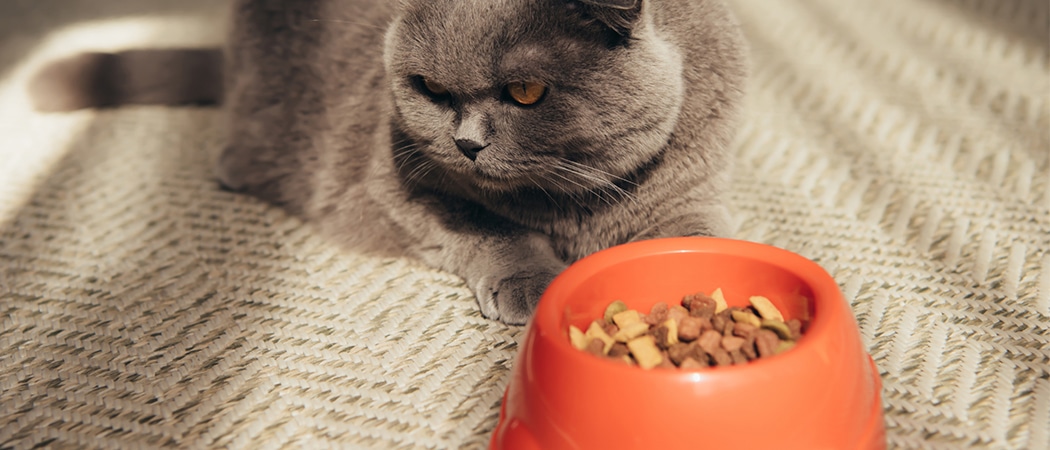 Pebish Voetzool Raar De beste voeding voor oudere katten 2023 | AllemaalBeestjes