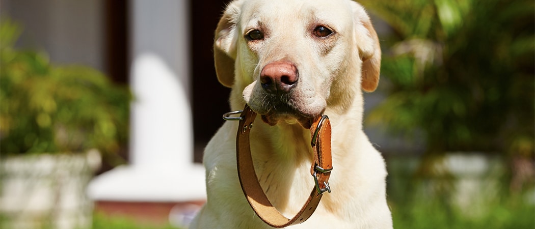 Een hond met zijn halsband in zijn mond.
