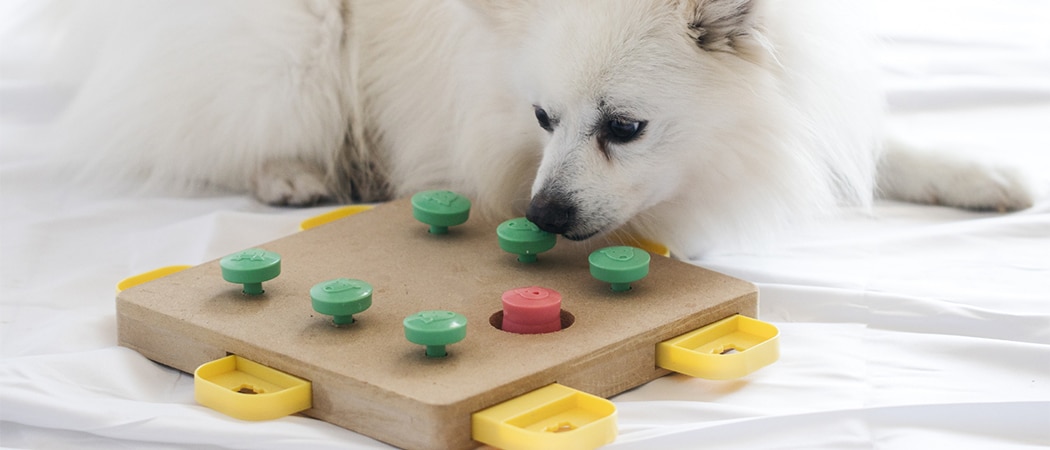 Een pomeriaan die een hondenpuzzel aan het bestuderen is.