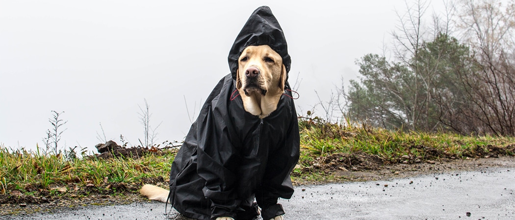 Een labrador in een regenjas.