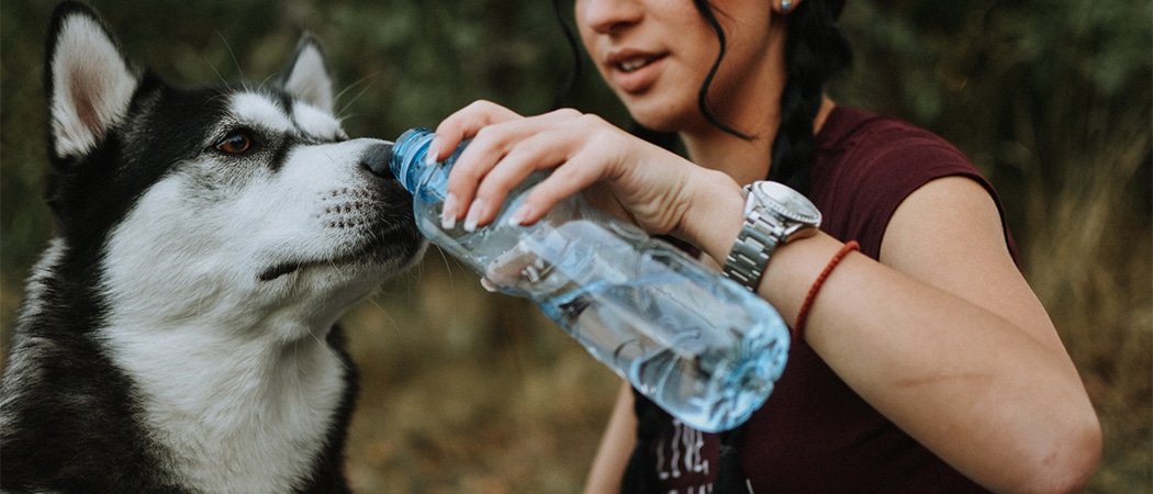 Een husky die uit een waterfles drinkt.