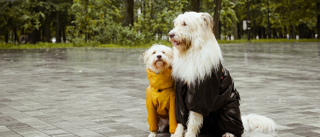 Twee honden die een regenjas aan hebben.
