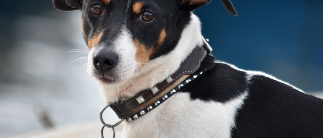 Een zwart witte hond met een luxe leren halsband