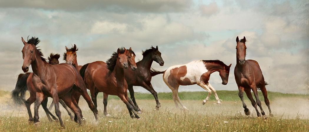 paardennamen met een l paardennamen met een l