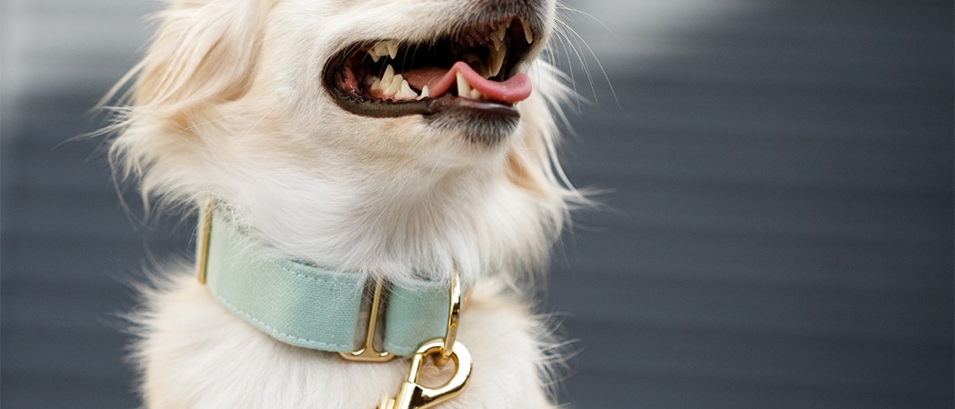 Een hond met een brede halsband.