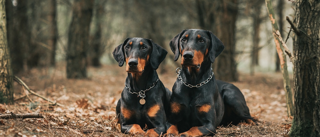 Doberman Pinscher Doberman Pinscher