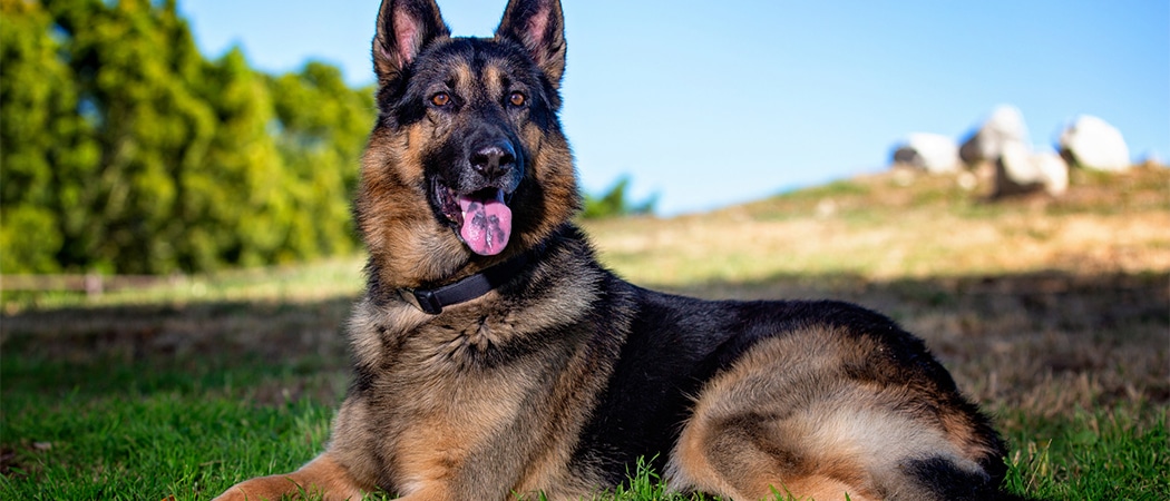suspensie bellen mengsel 15 grote hondenrassen met foto | AllemaalBeestjes
