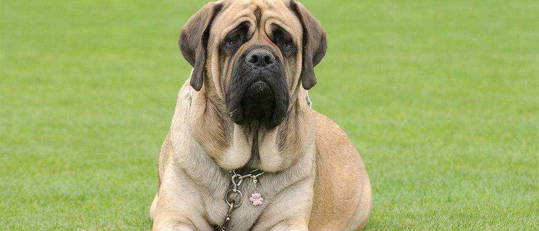 Engelse Mastiff Engelse Mastiff