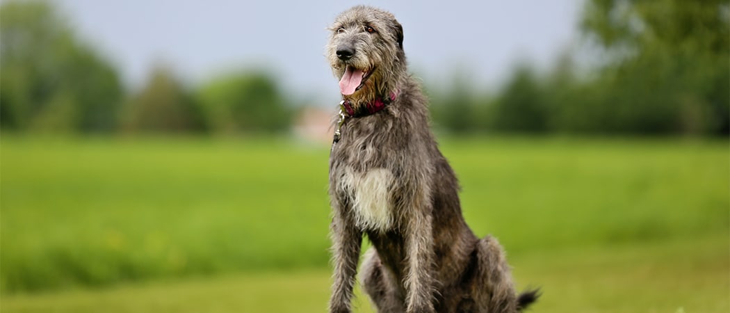 Ierse Wolfshond Grote hondenrassen Ierse Wolfshond