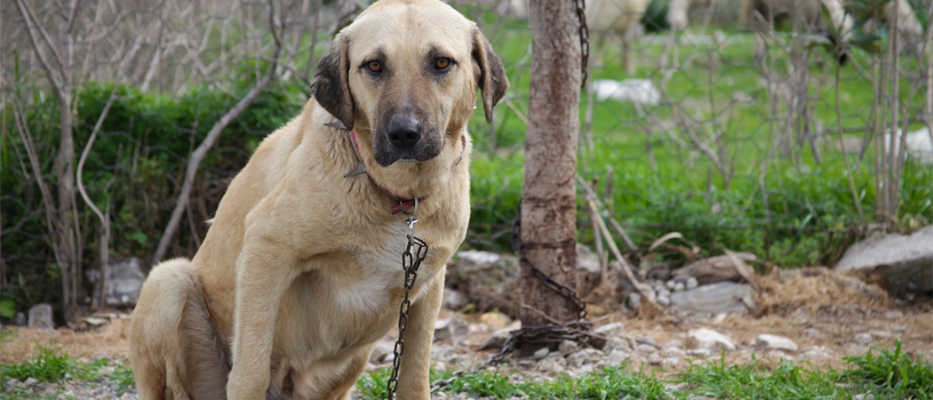 Kangal Kangal