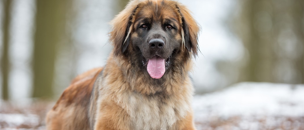 suspensie bellen mengsel 15 grote hondenrassen met foto | AllemaalBeestjes