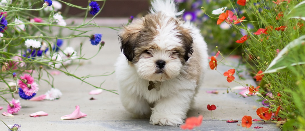 Lhasa apso Lhasa apso