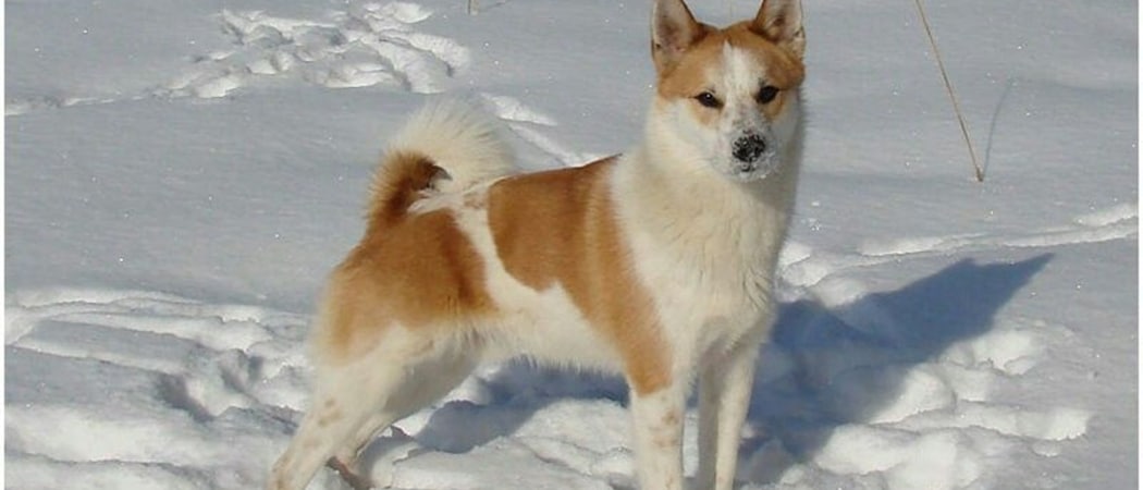 Norrbottenspets Norrbottenspets
